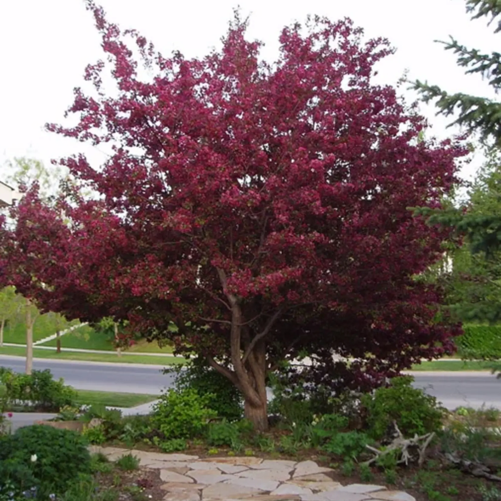 Crabapple Ornamental Royalty