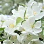 Crabapple Ornamental Spring Snow
