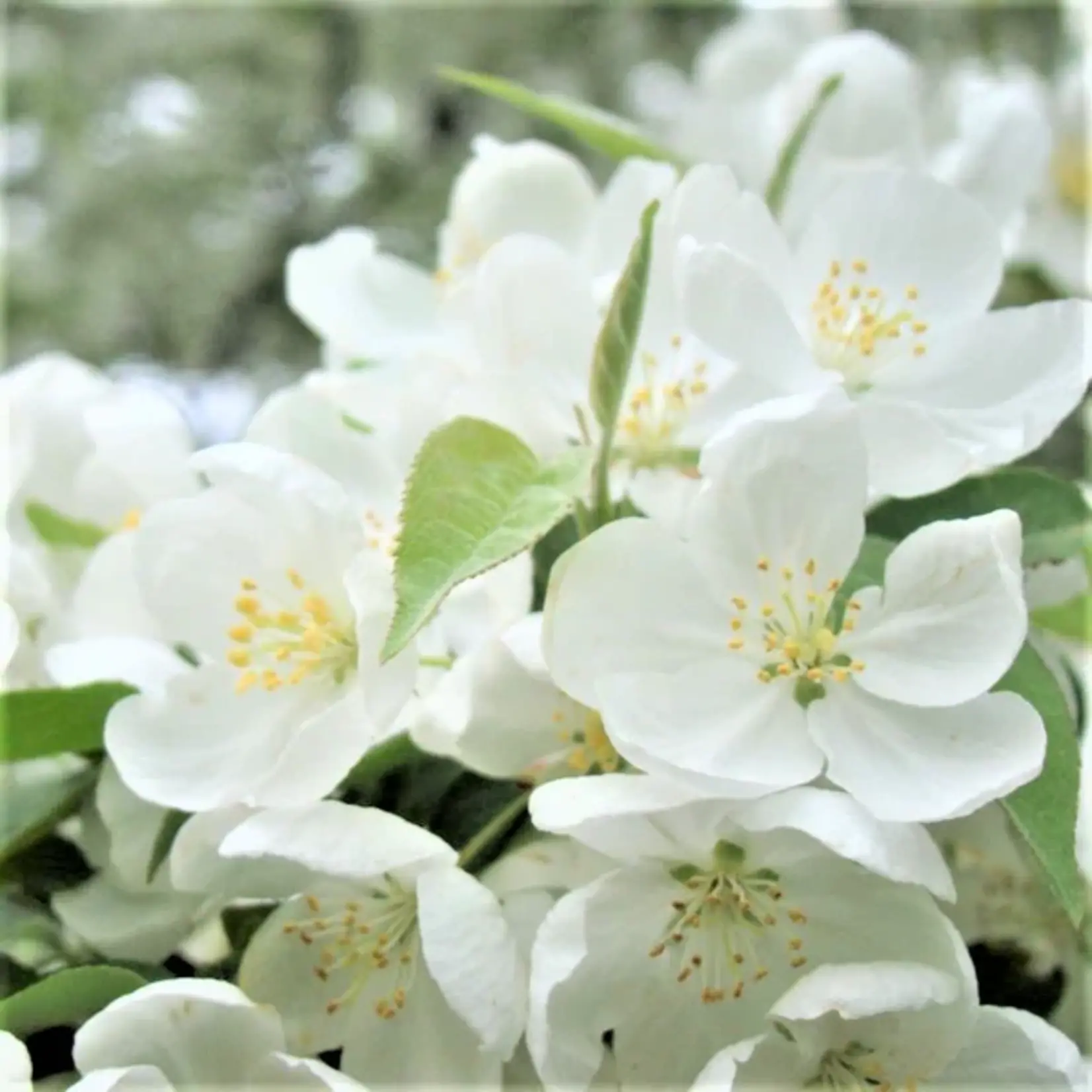 Crabapple Ornamental Spring Snow 5gal