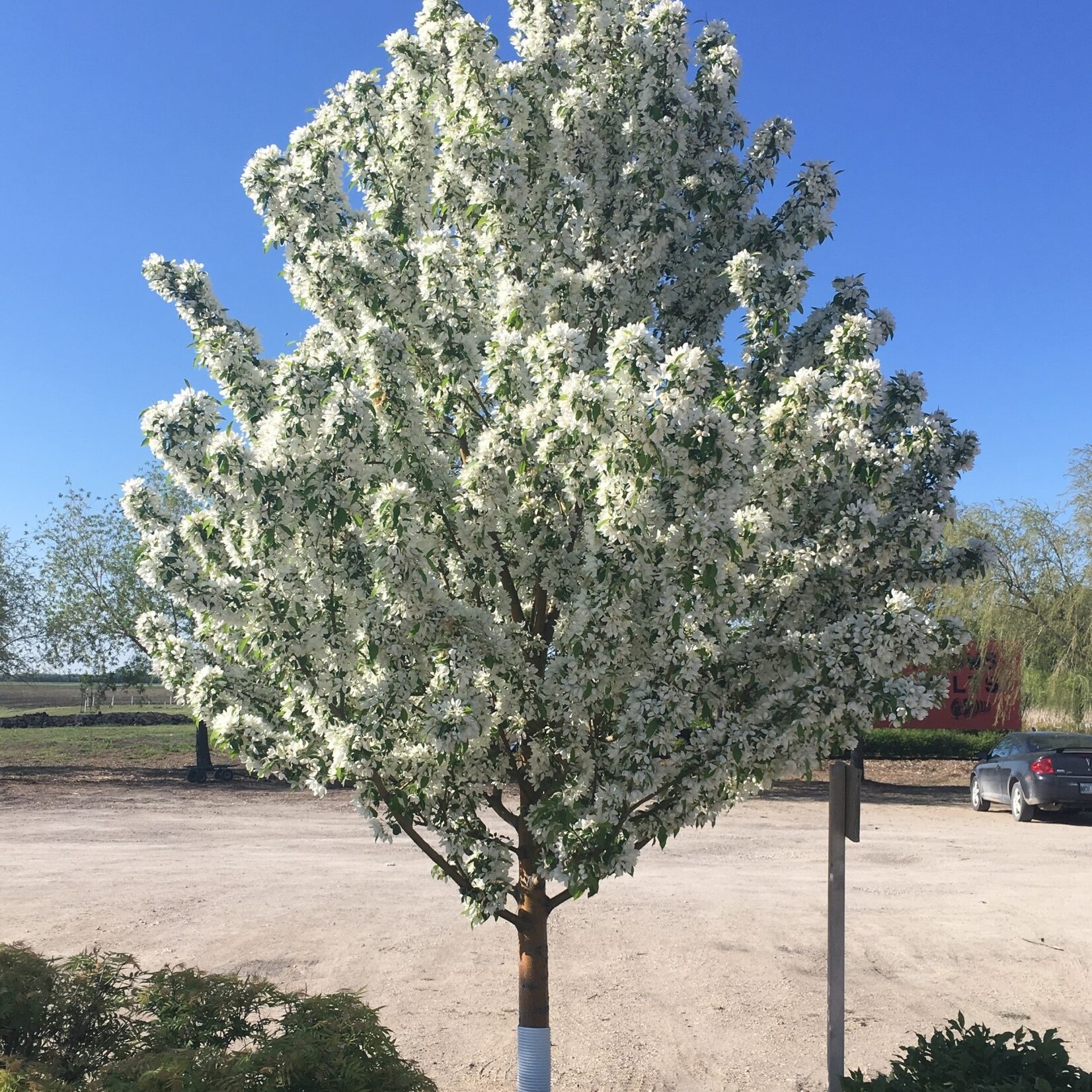 Crabapple Ornamental Spring Snow 5gal