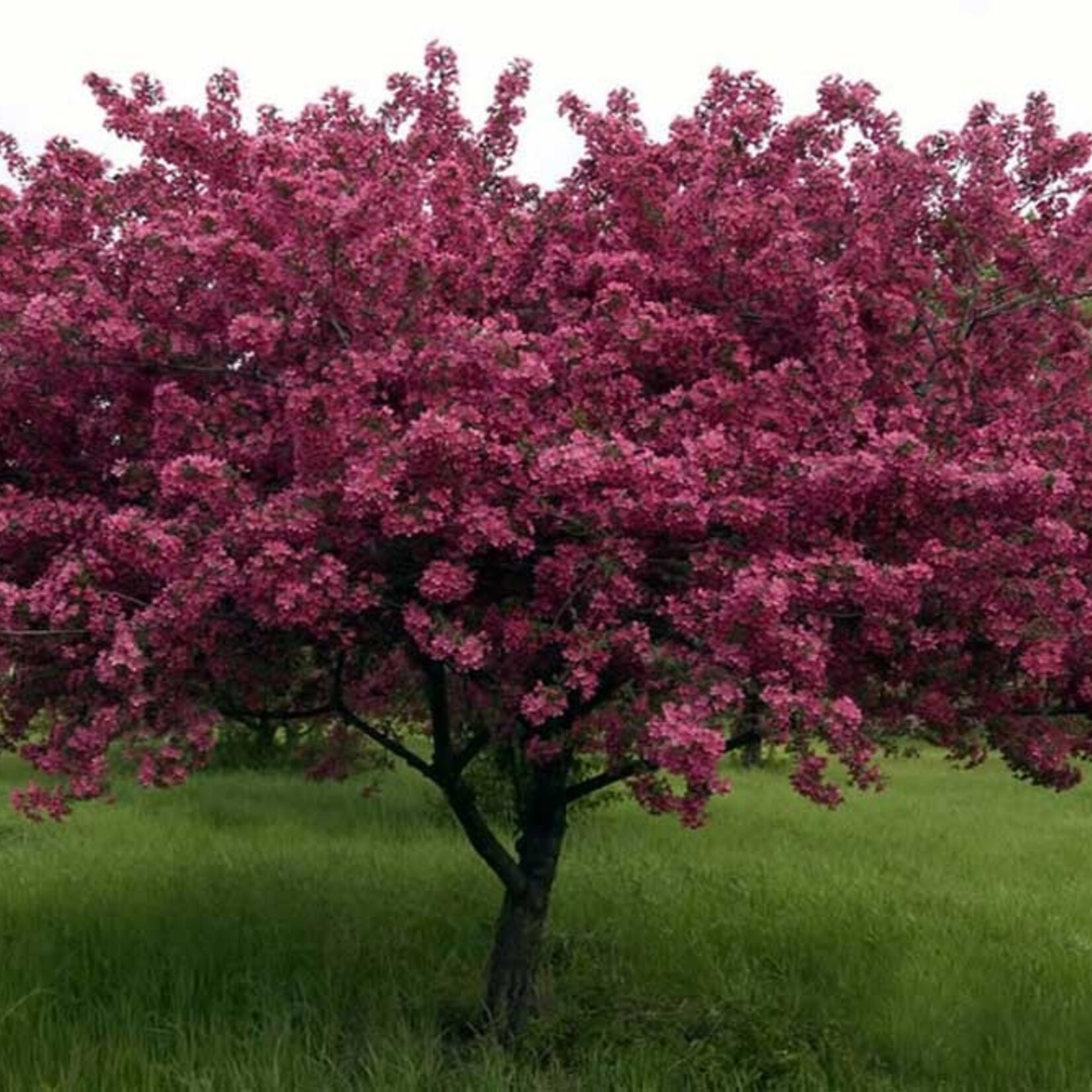 Crabapple Ornamental Thunderchild