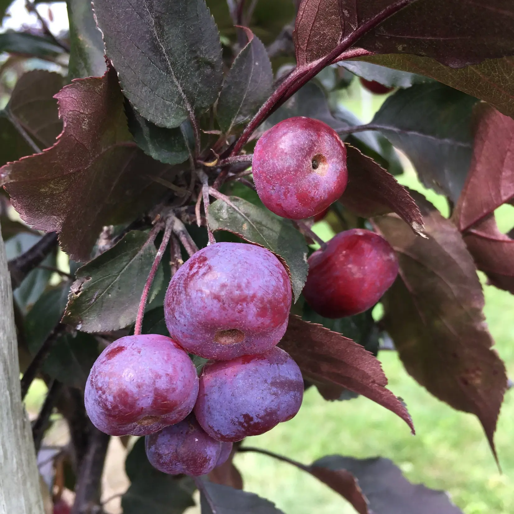 Crabapple Ornamental Thunderchild