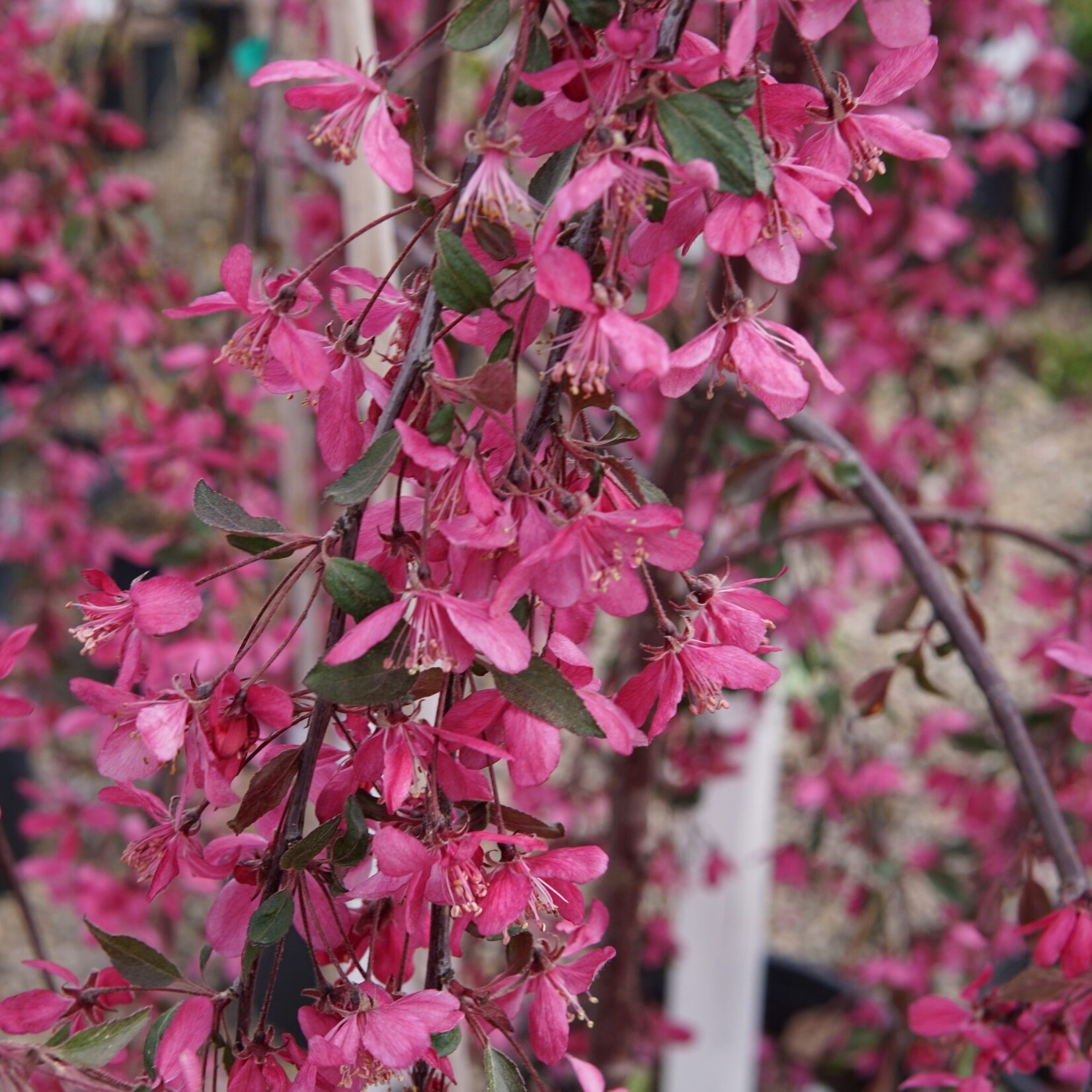 Crabapple Ornamental Rosy Glo Weeping