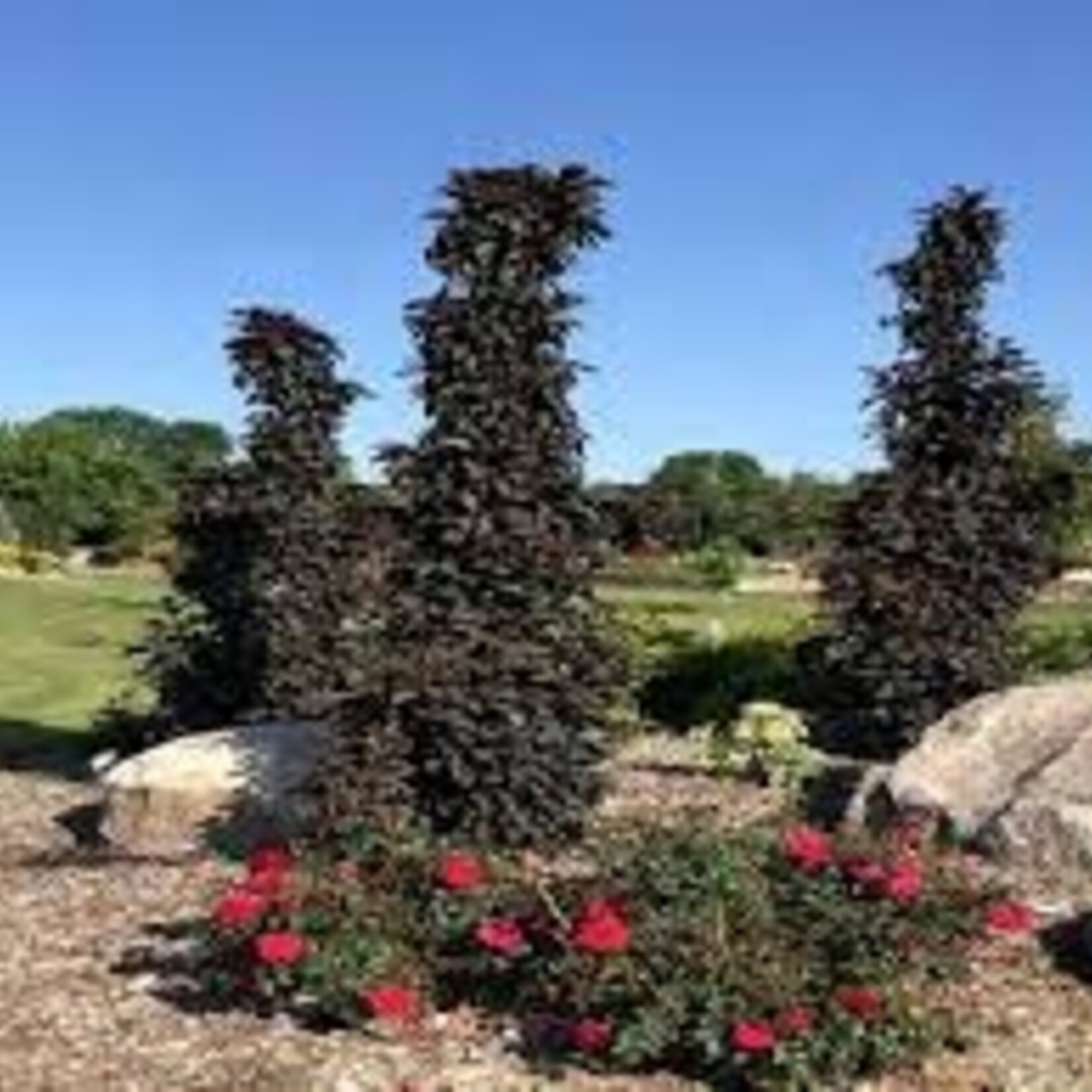 Crabapple Ornamental Midnite Spire Columnar 10 Gal