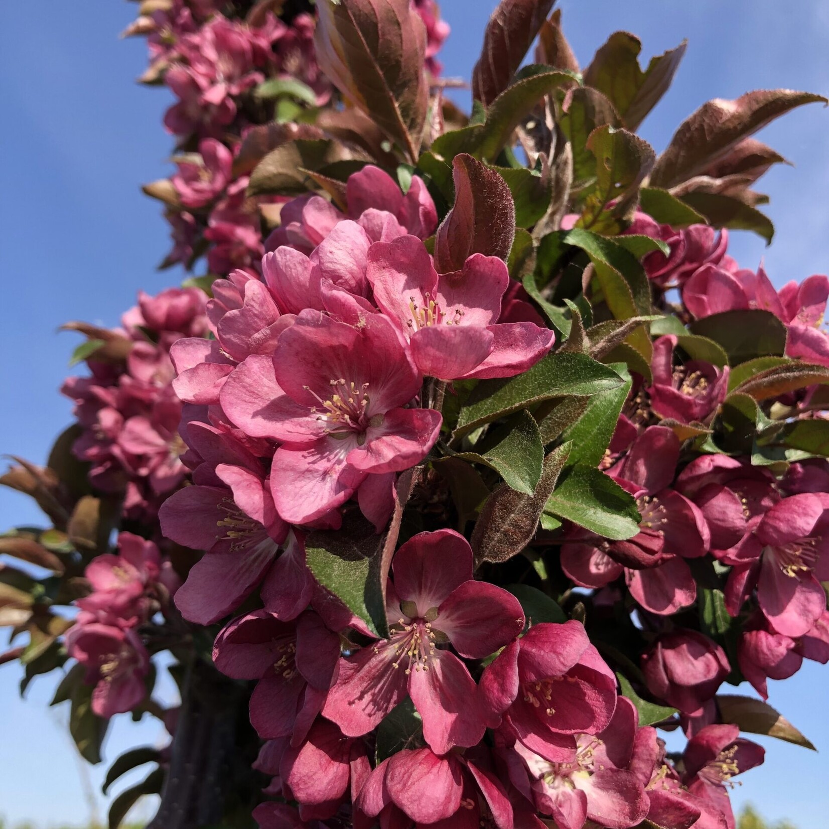 Crabapple Ornamental Midnite Spire Rosybloom 5 Gal