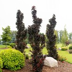 Crabapple Ornamental Midnite Spire