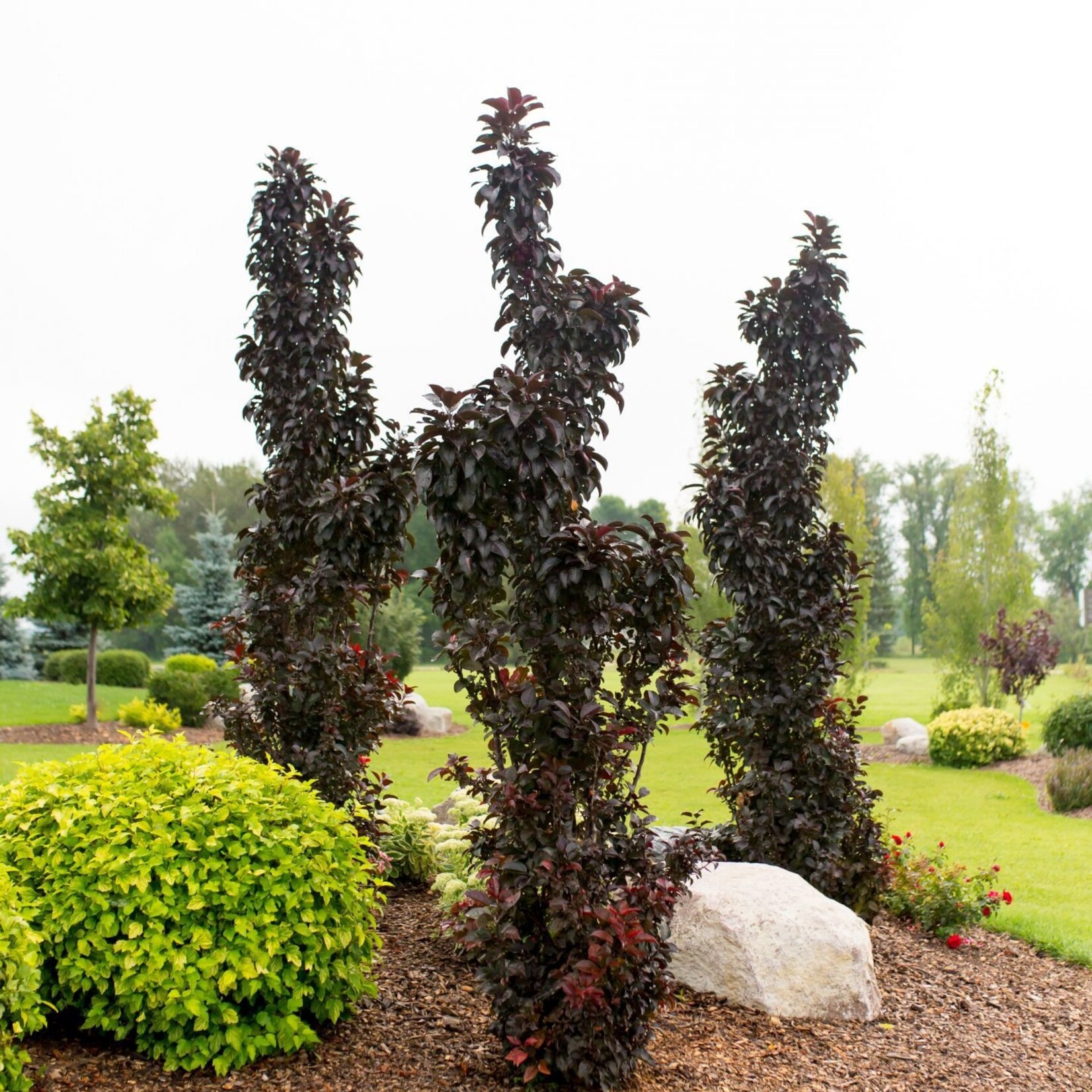 Crabapple Ornamental Midnite Spire Rosybloom 5 Gal