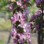 Ornamental Crabapple Purple Spire