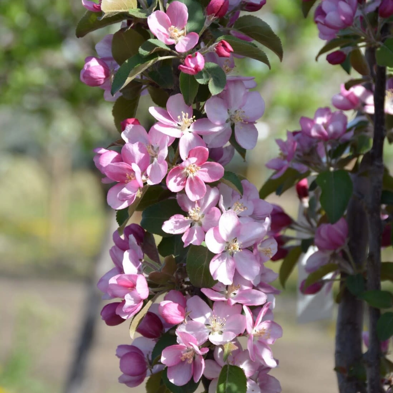 Ornamental Crabapple Purple Spire 5 gal