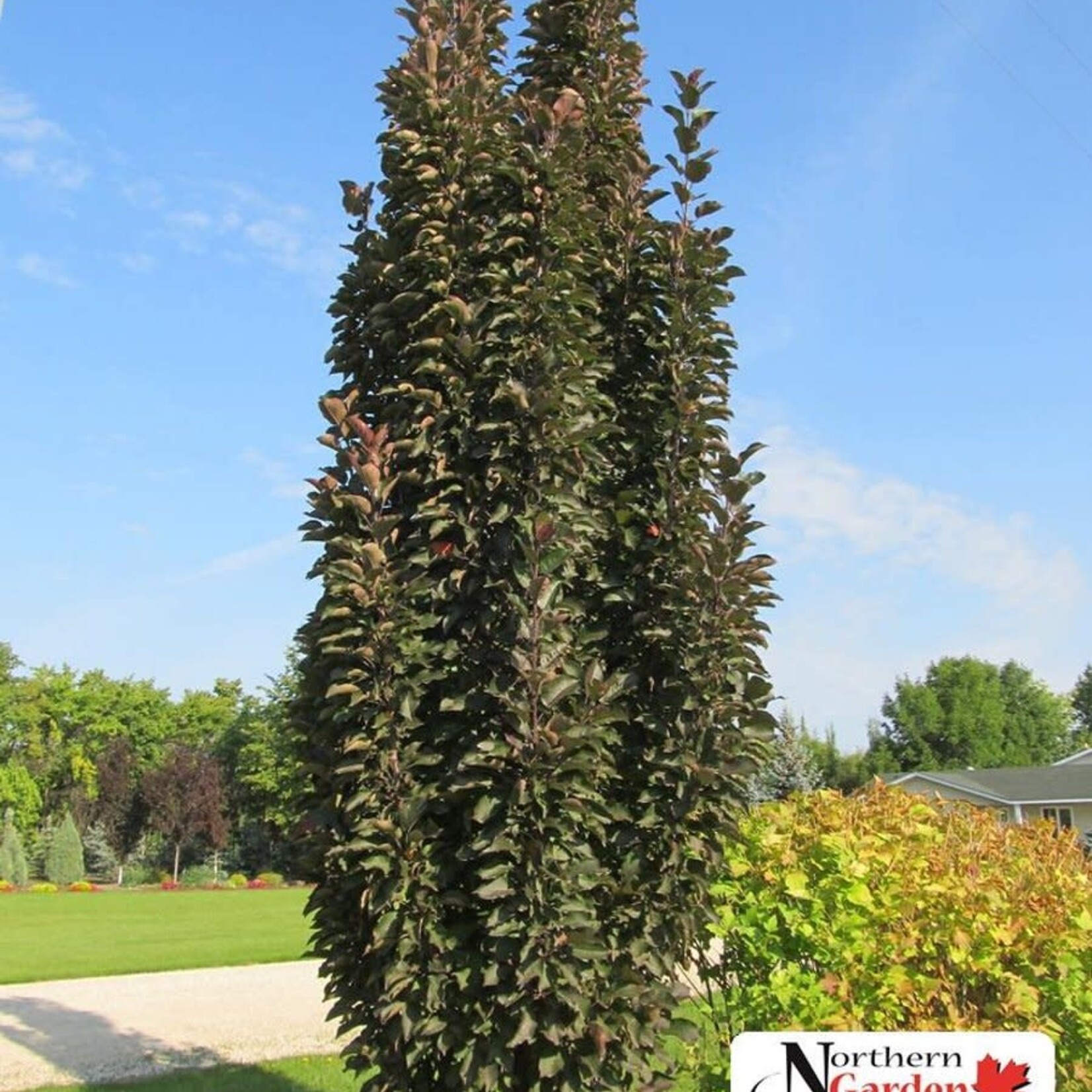 Ornamental Crabapple Purple Spire 5 gal