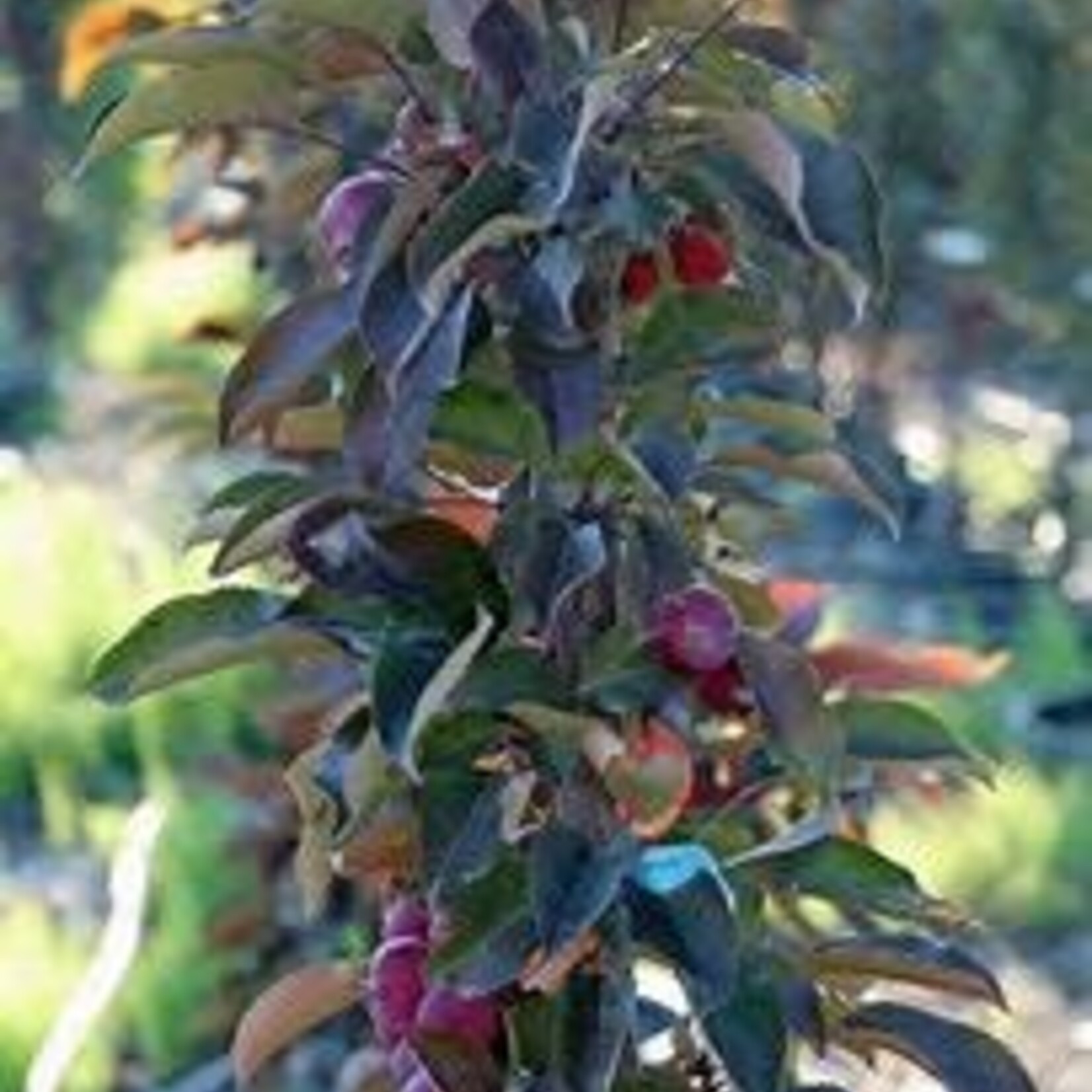Ornamental Crabapple Purple Spire 5 gal