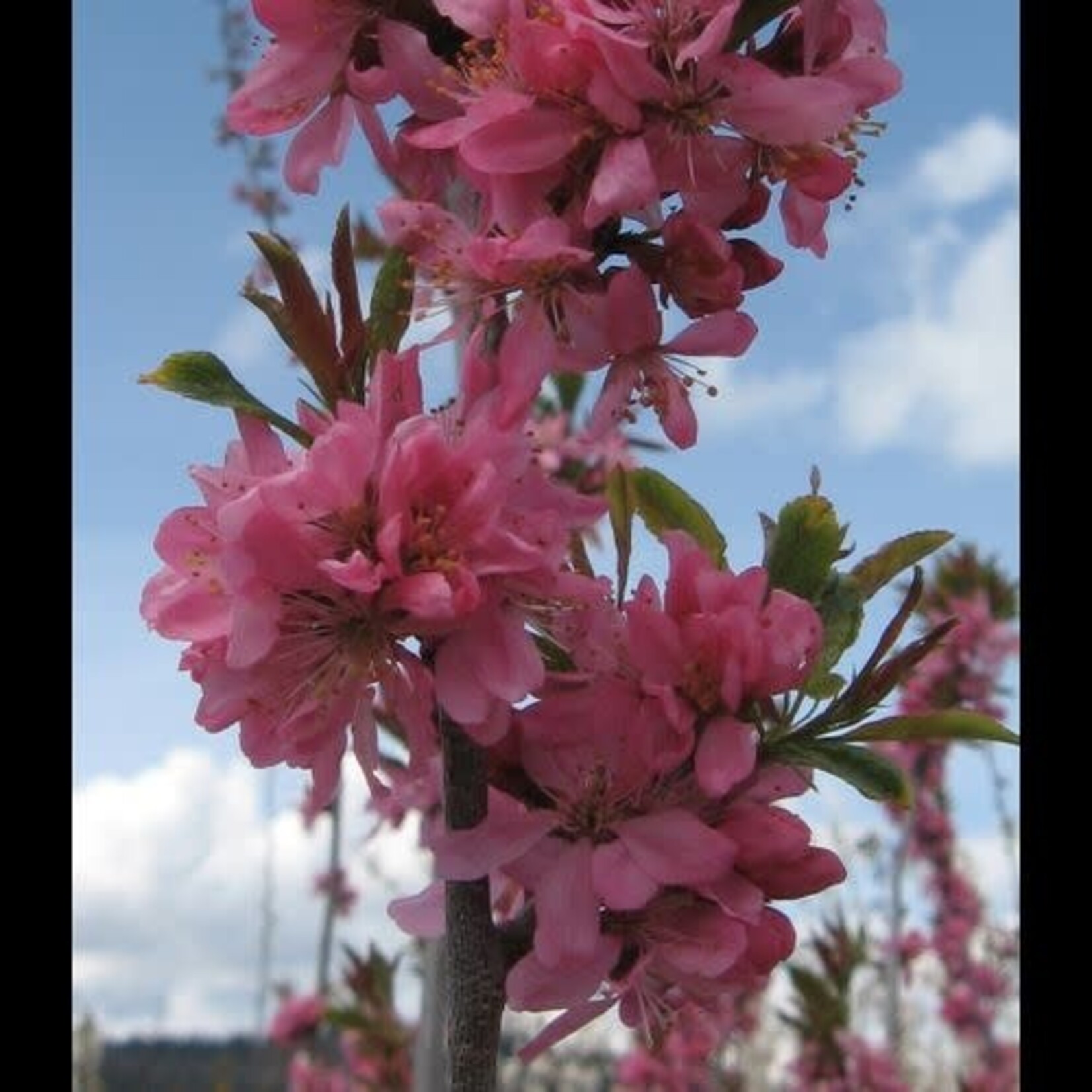 Plum Muckle