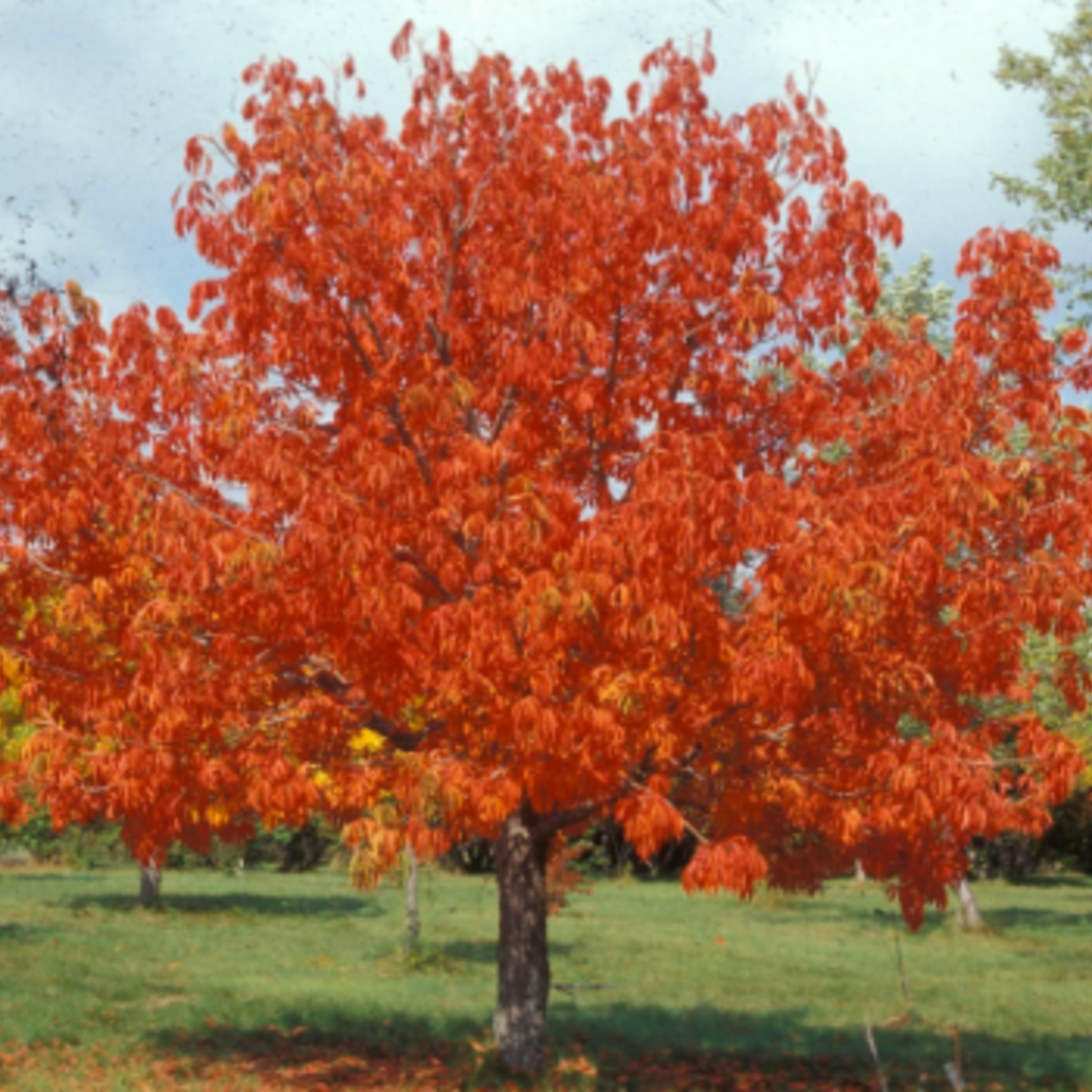 Ohio Buckeye 5 gal