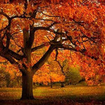 Oak Northern Red