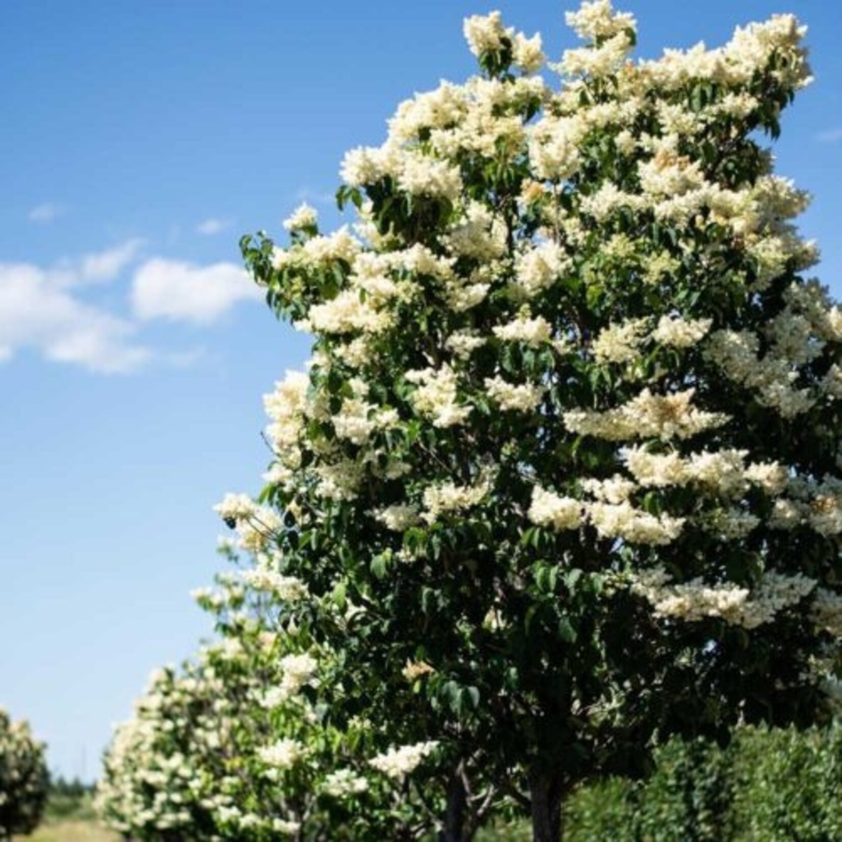 Showtime Mountain Ash 10gal