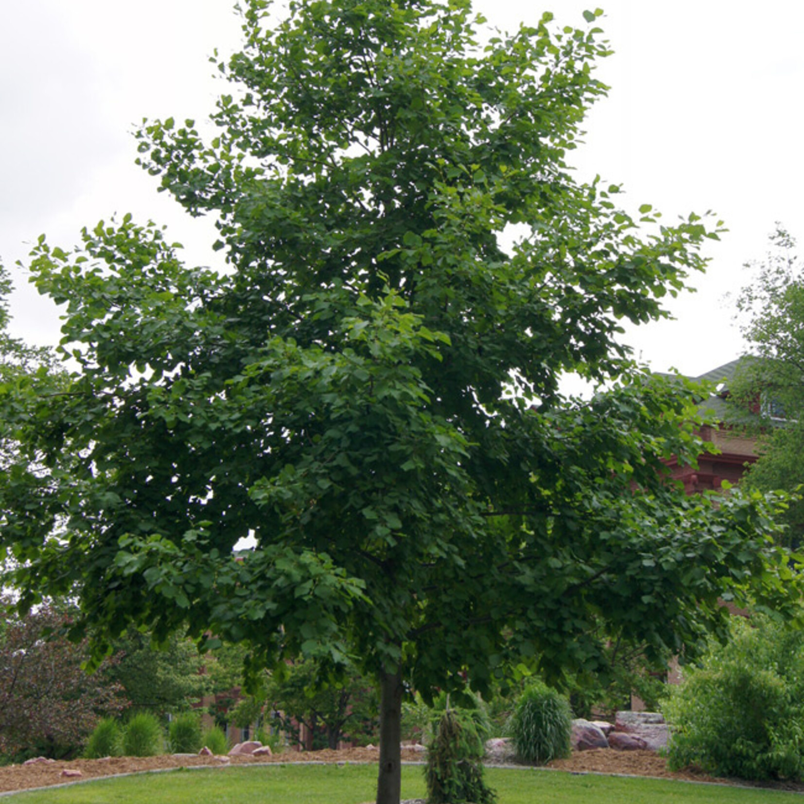 Alder Manchurian Prairie Horizon 5gal