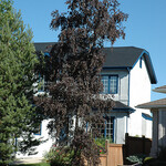Birch Royal Frost