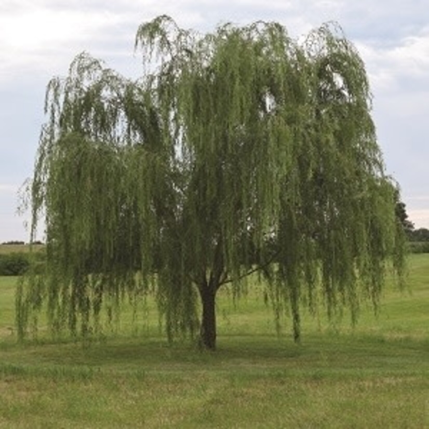 Willow Weeping Lace 2gal