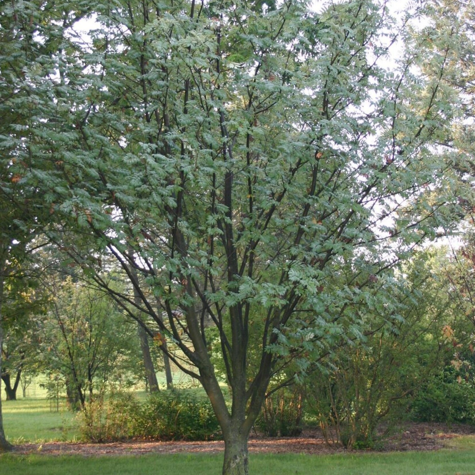 European Mountain Ash 2gal