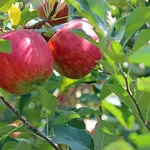 Apple Odyssey