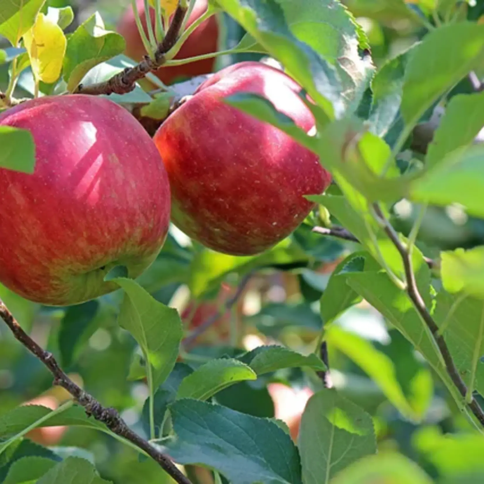 Apple Odyssey