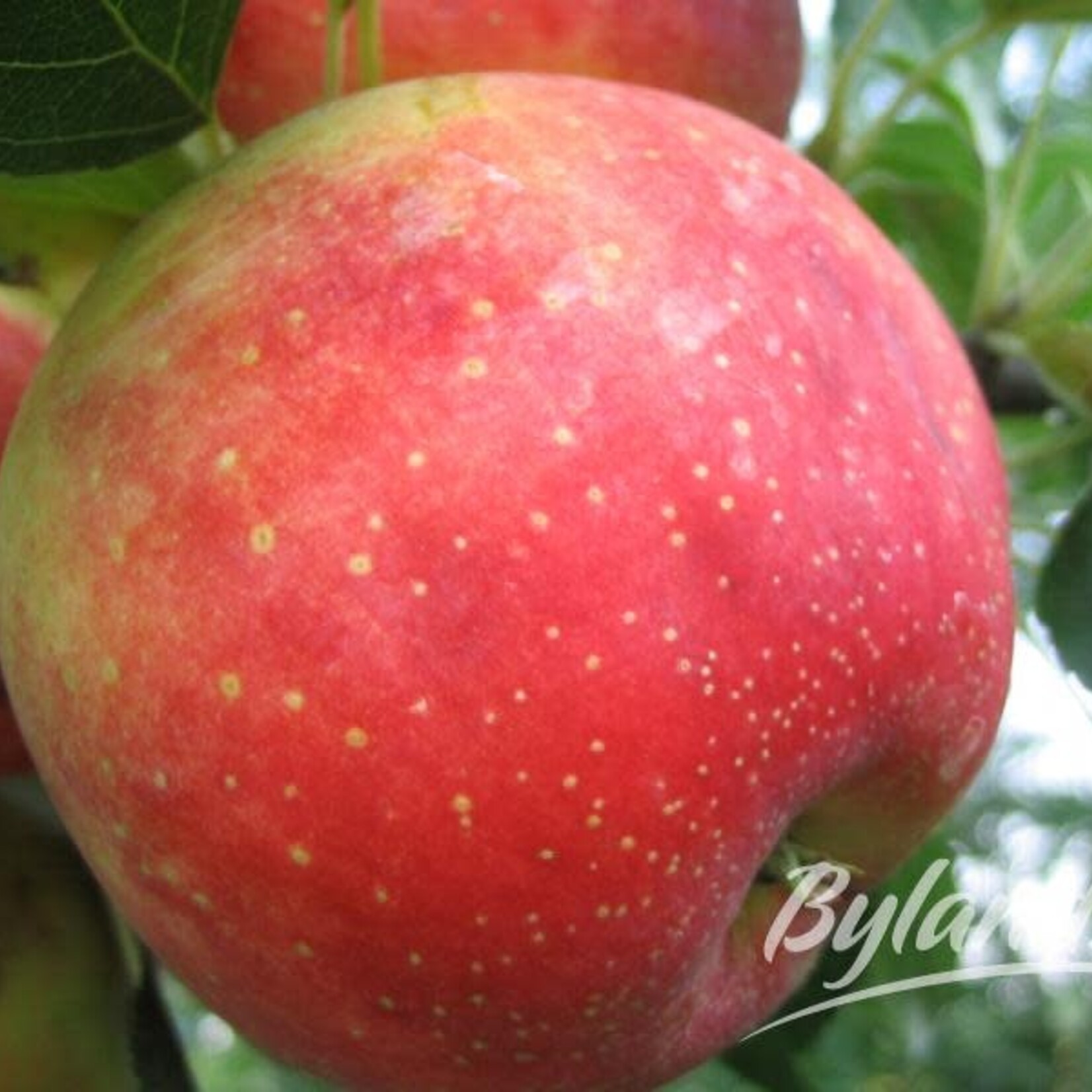 Apple Odyssey