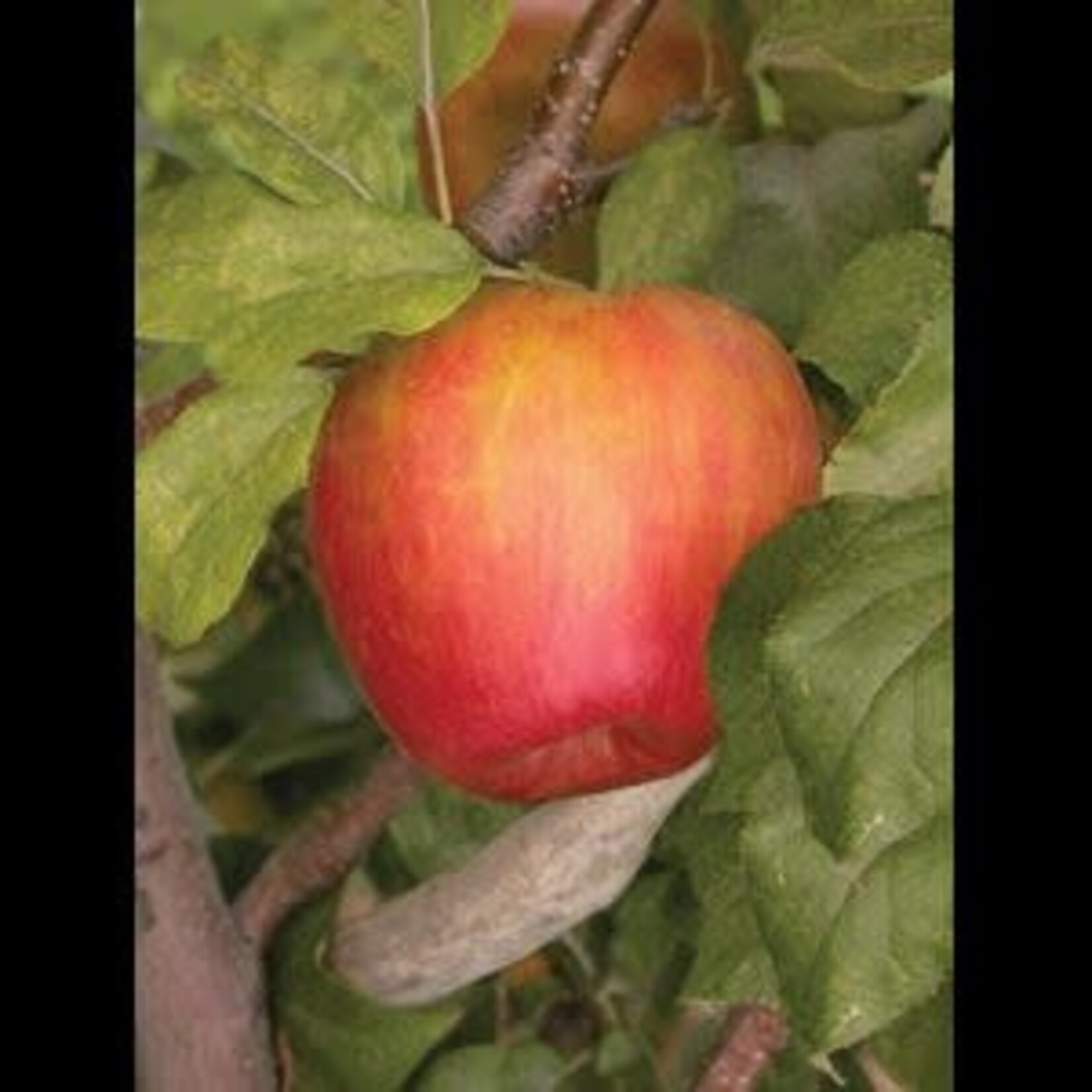 Apple Honeycrisp Dwarf 5-6ft Fibre Pot