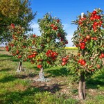 Dwarf Apple Trees