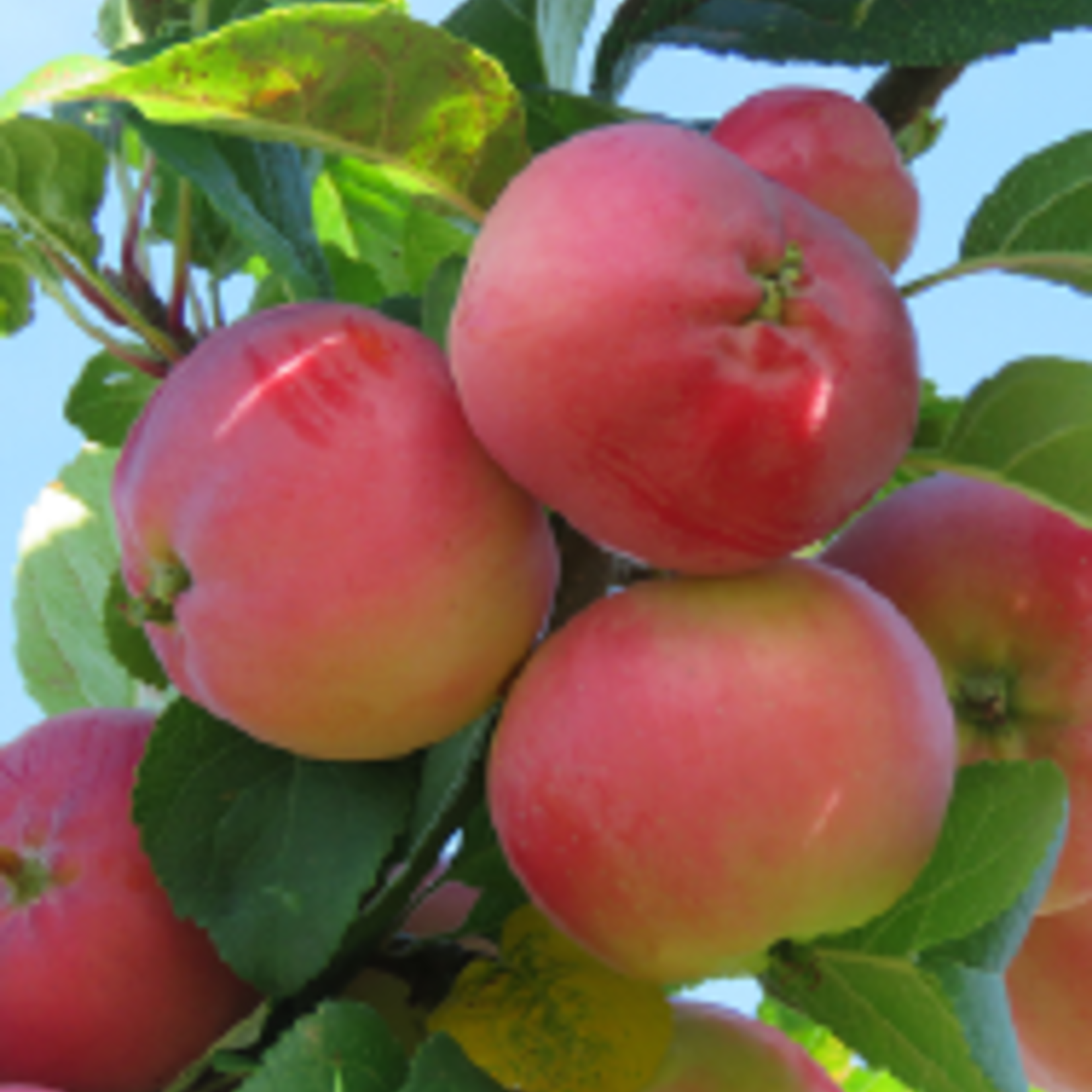 Crabapple Tinkerbelle 5-6ft Fibre Pot