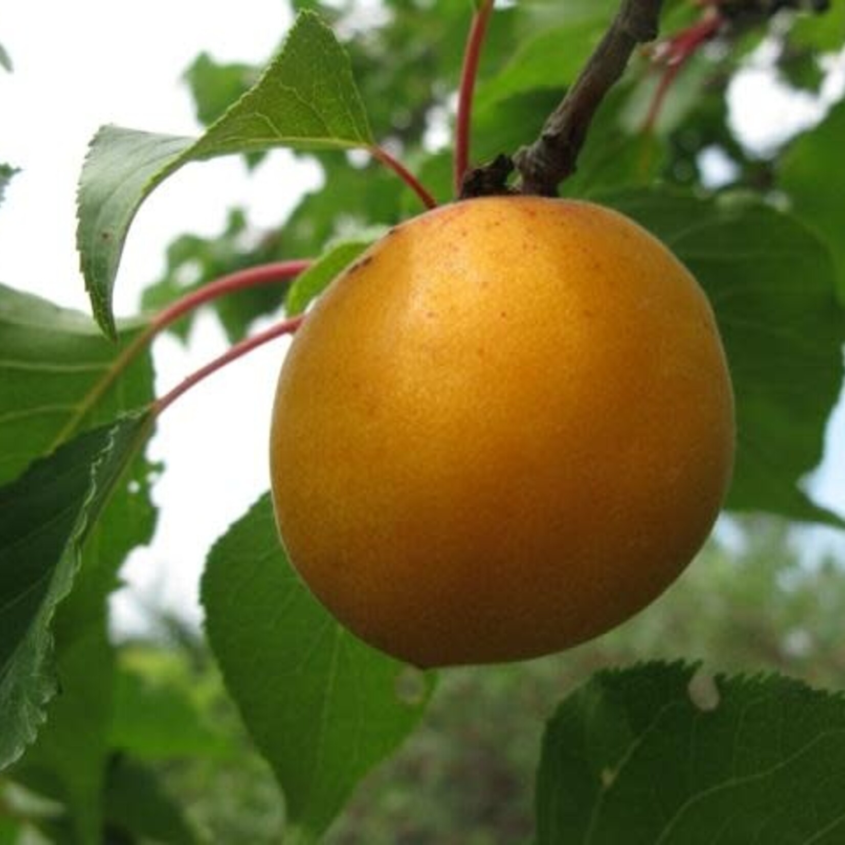 Apricot Casino