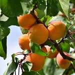 Apricot Westcot