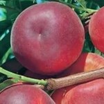 Plum Queen of Hearts