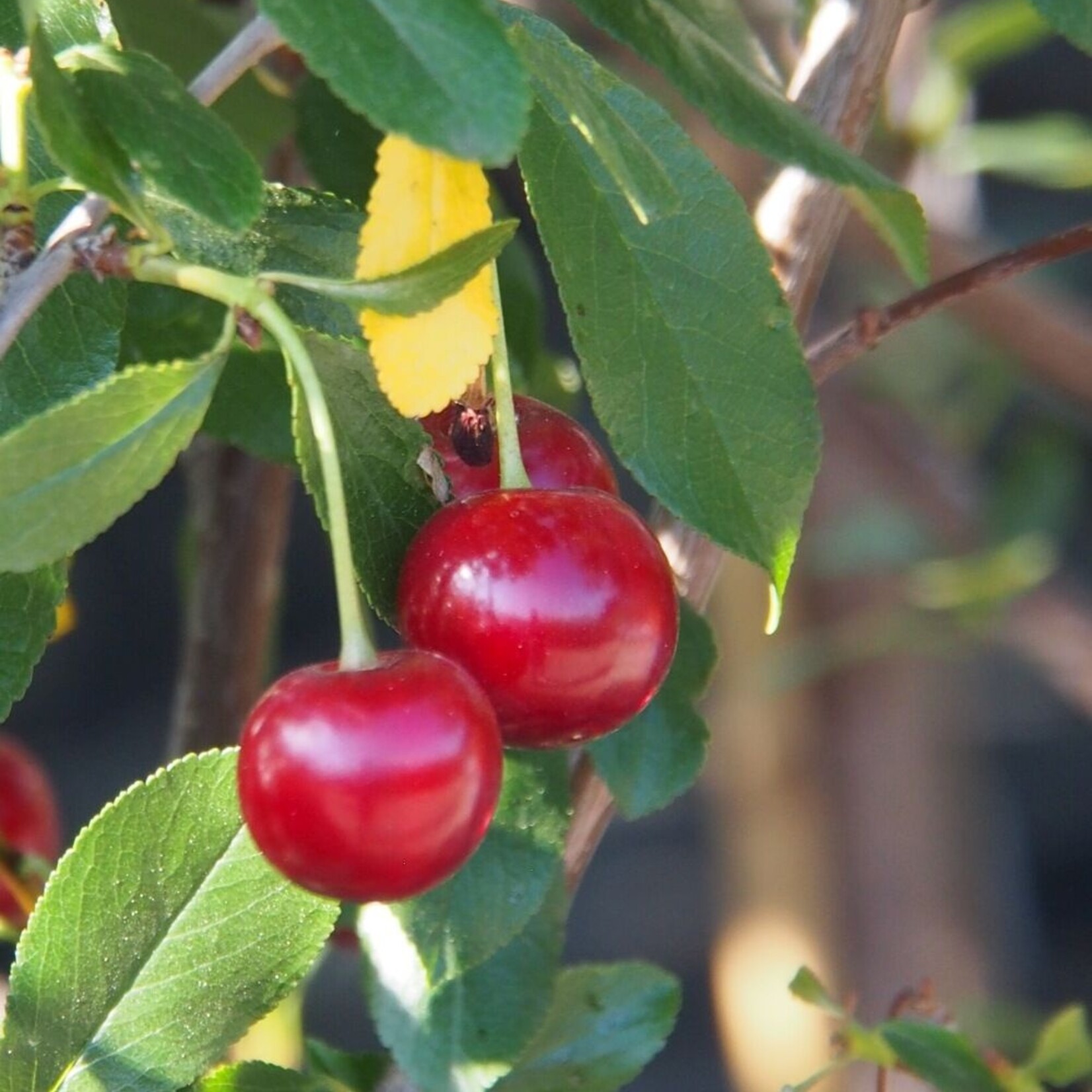 Cherry Juliet 5 gal tree form