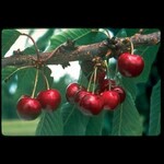 Cherry Carmine Jewel