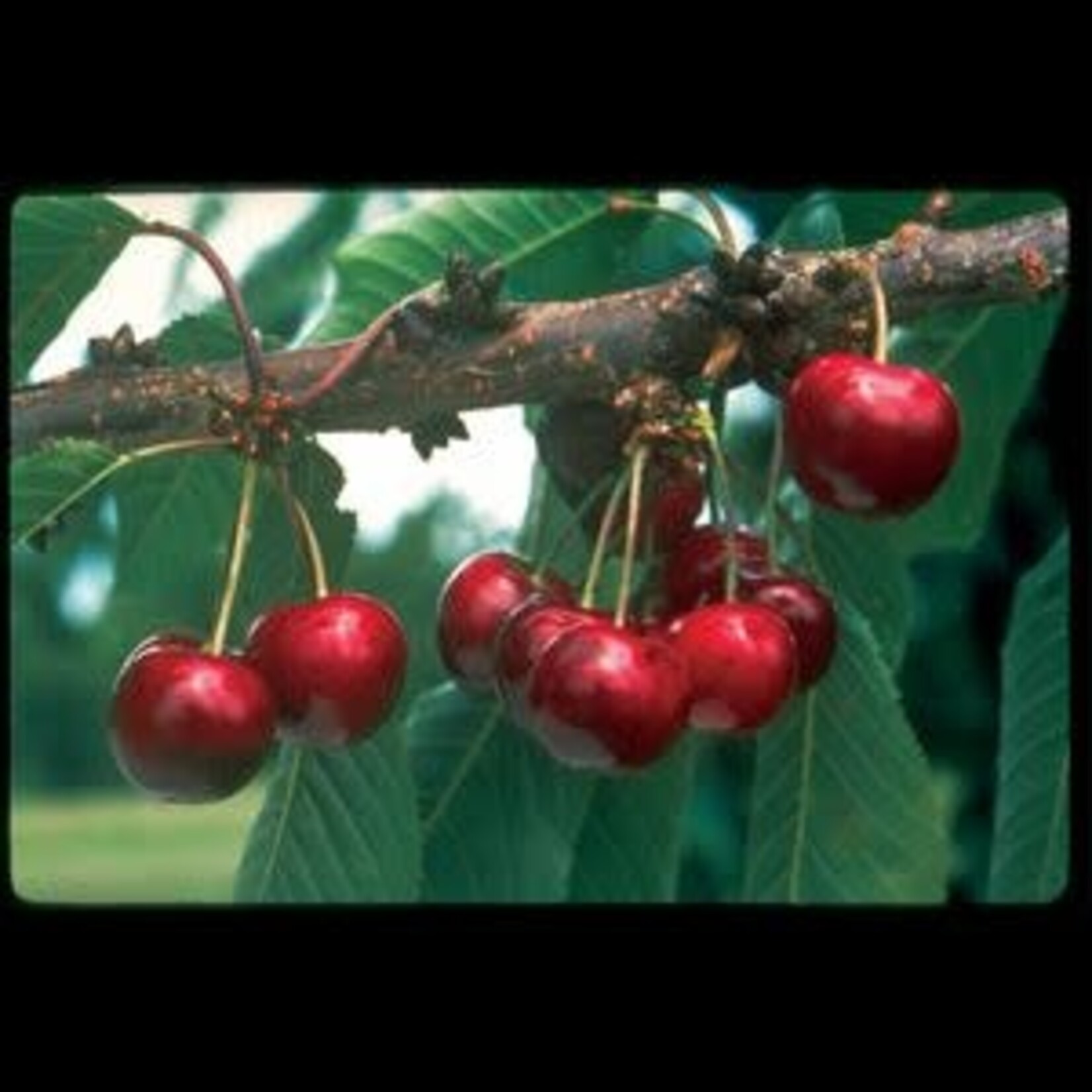 Cherry Carmine Jewel 5 gal Tree Form