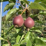 Pear Summercrisp