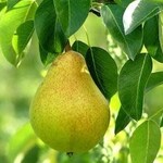 Pear Early Gold