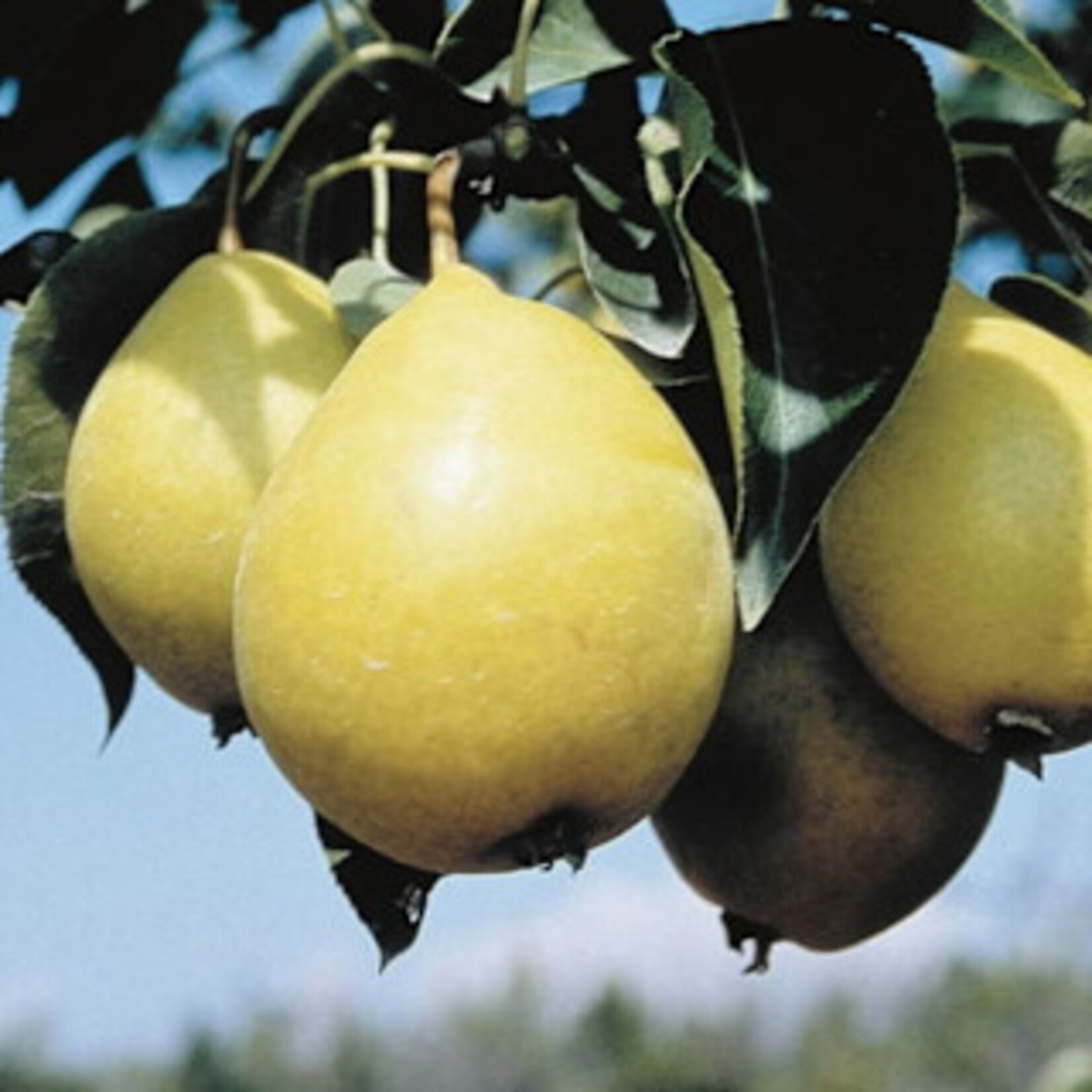 Pear Early Gold 5 gal
