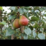 Pear Golden Spice