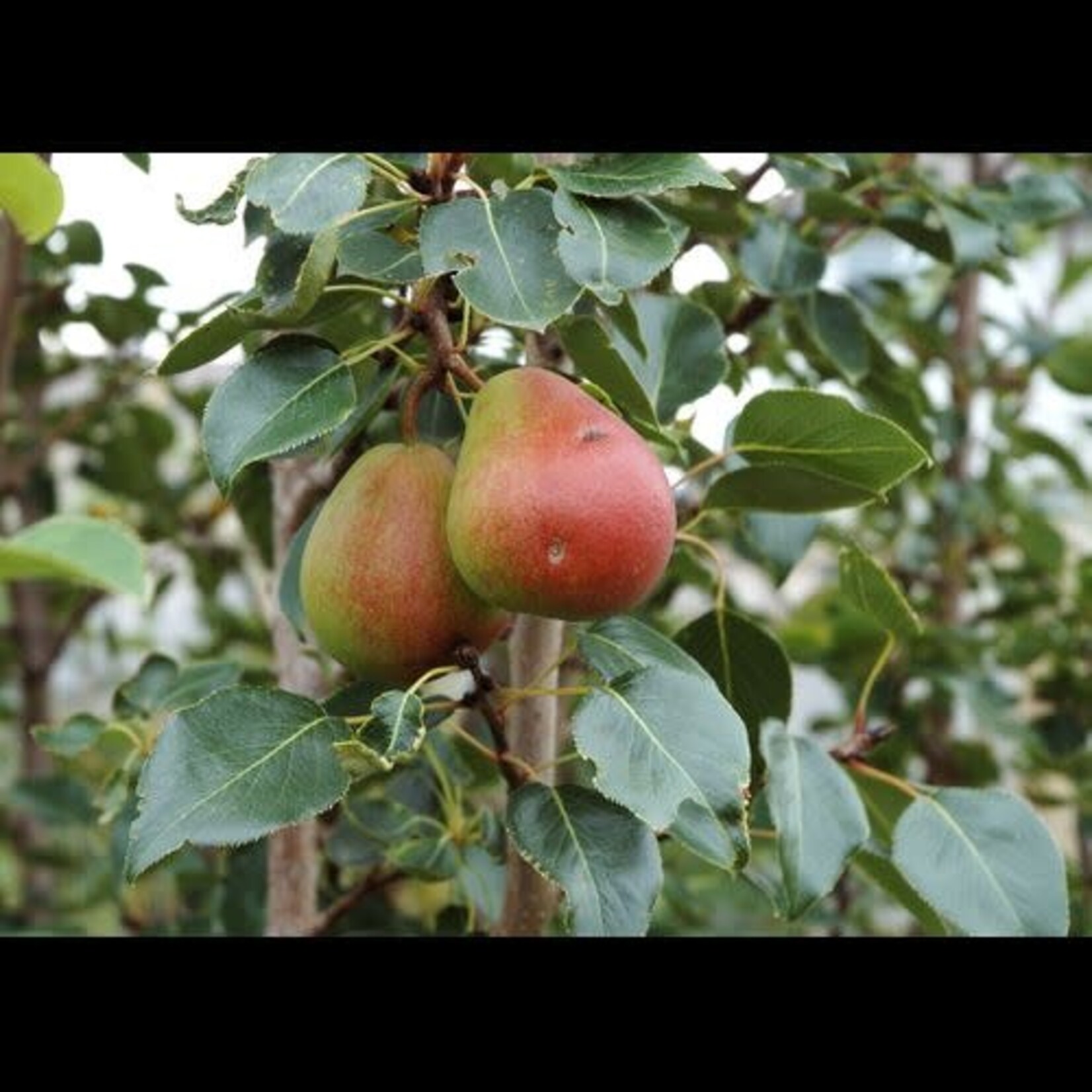 Pear Golden Spice 5 gal