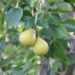 Pear Prairie Welcome