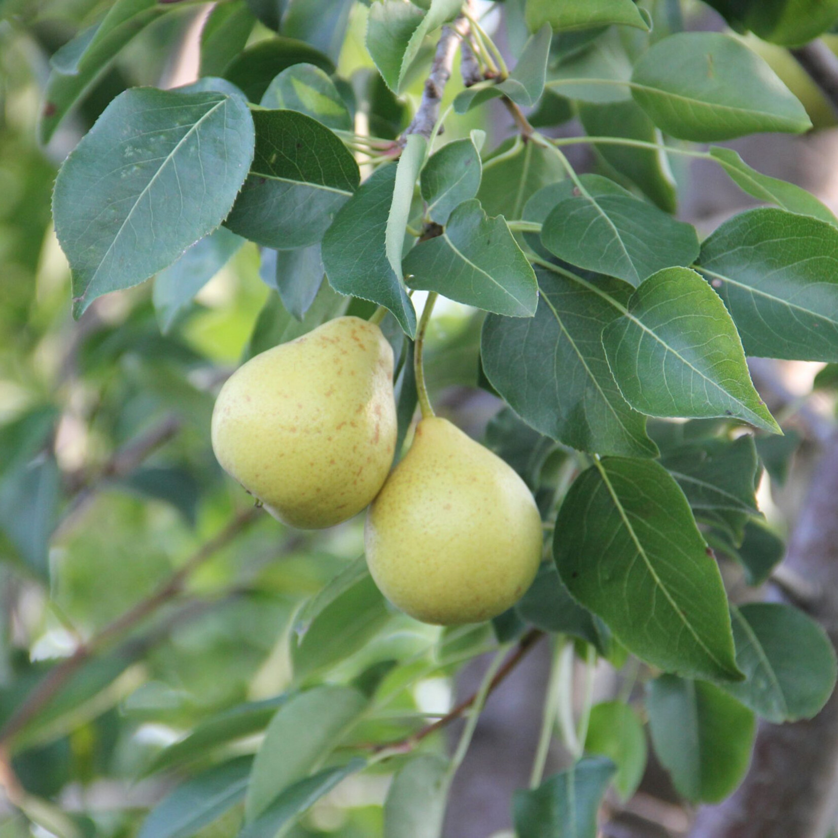 Pear Prairie Welcome 5 gal