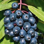 Saskatoon Honeywood