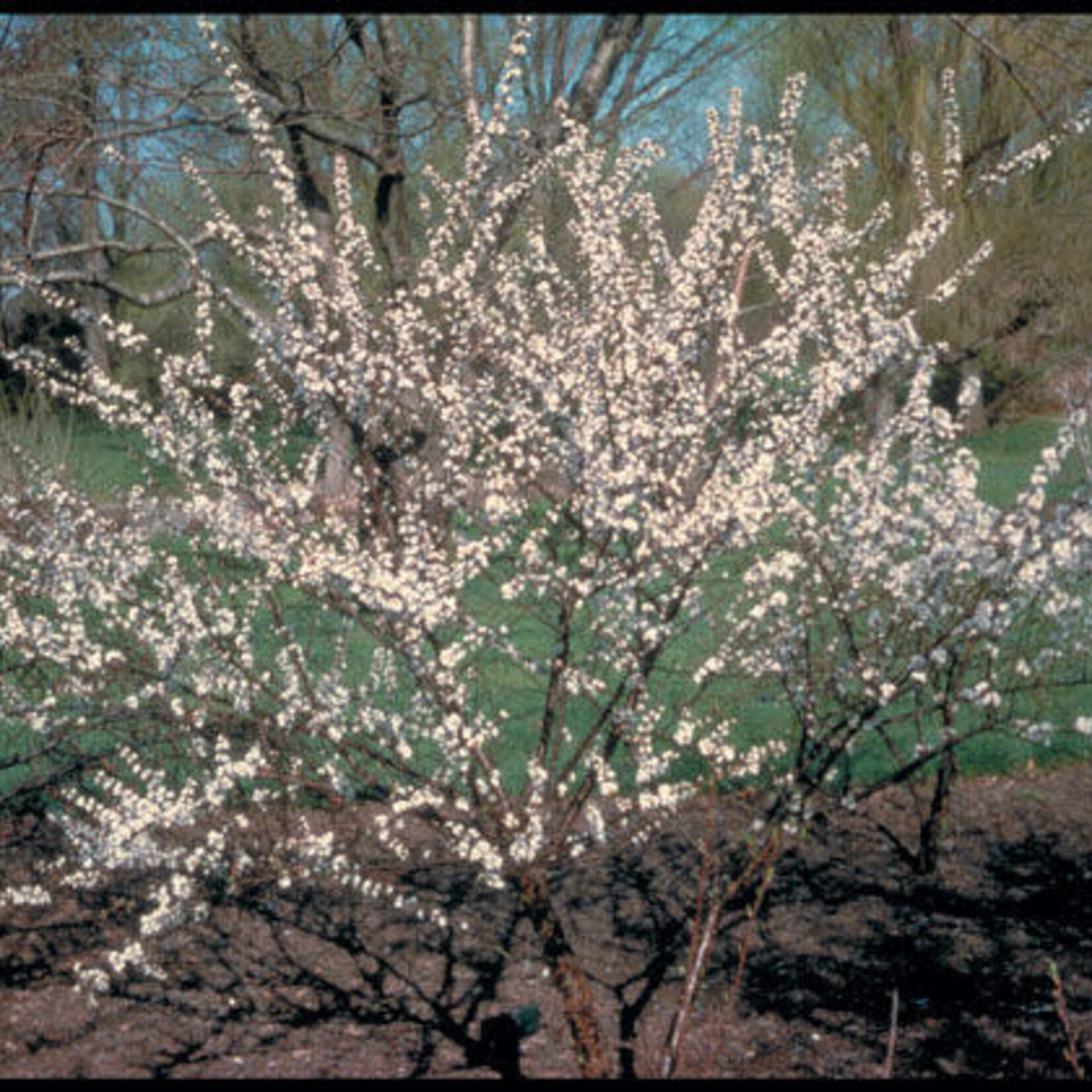Nanking Cherry 2 gal