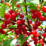 Nanking Cherry