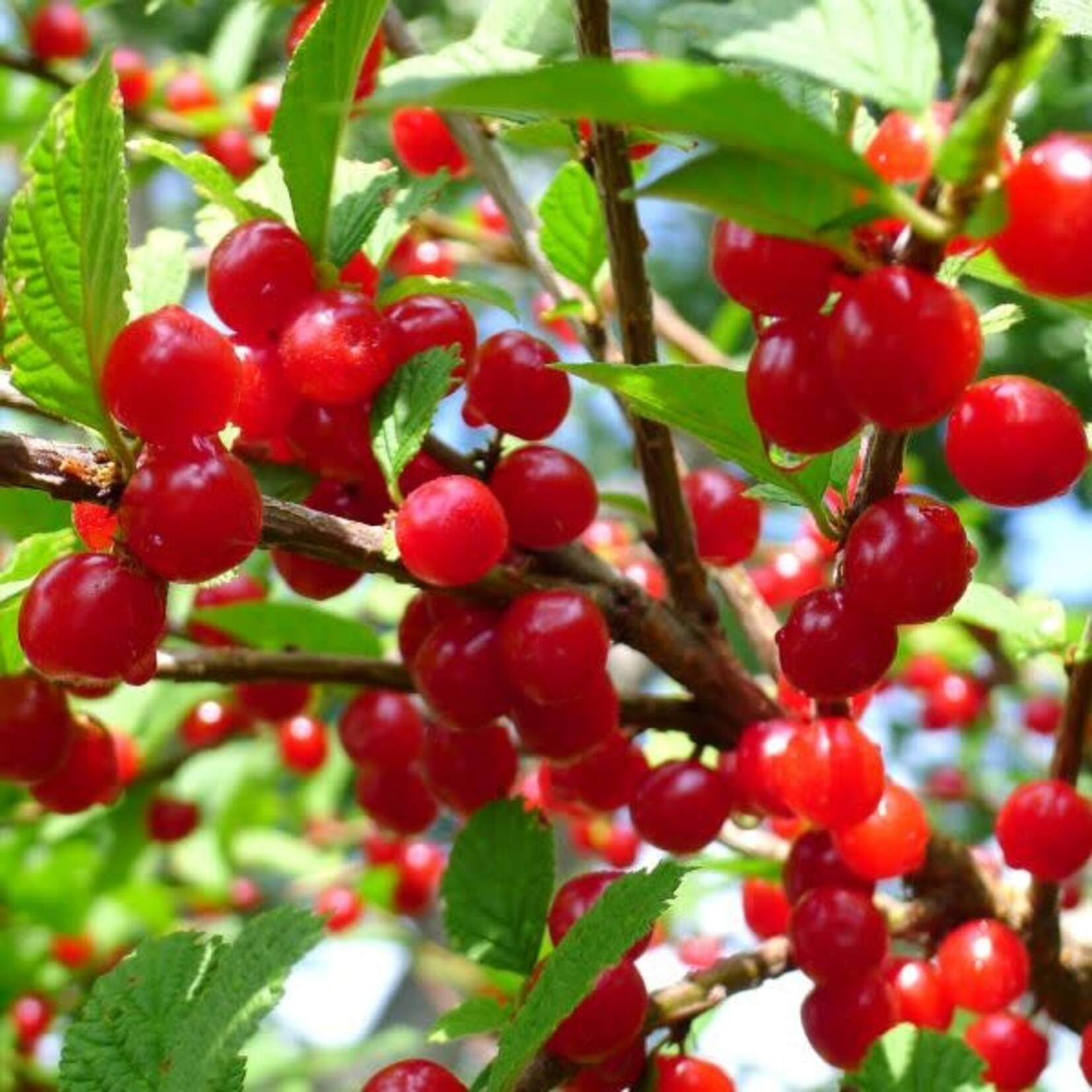 Nanking Cherry 2 gal