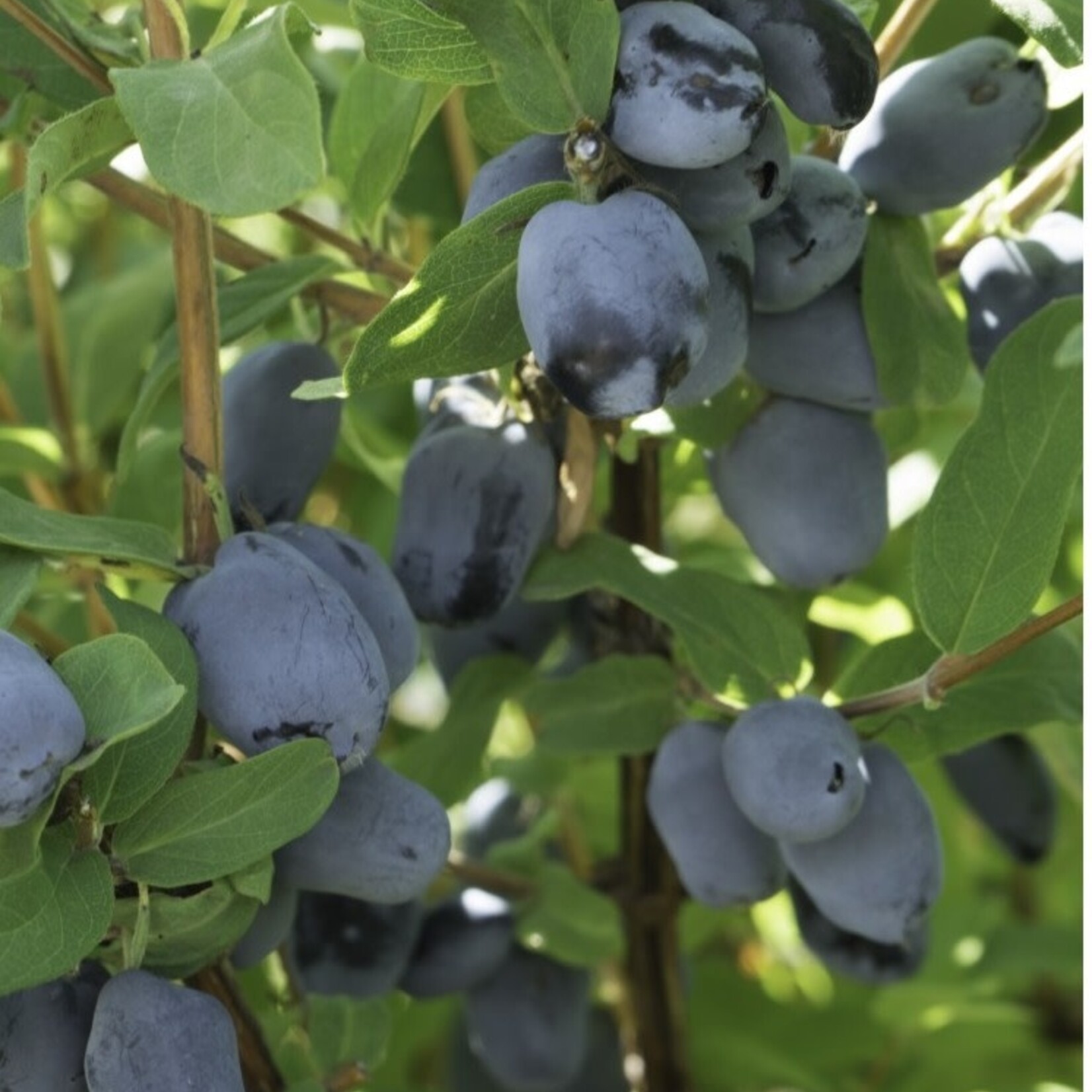 Haskap Boreal Beauty 2 Gal