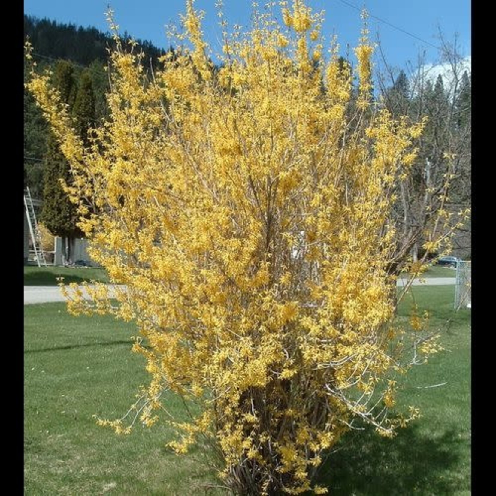 Forsythia Northern Gold 5 Gal