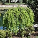 Weeping Caragana Top Grafted