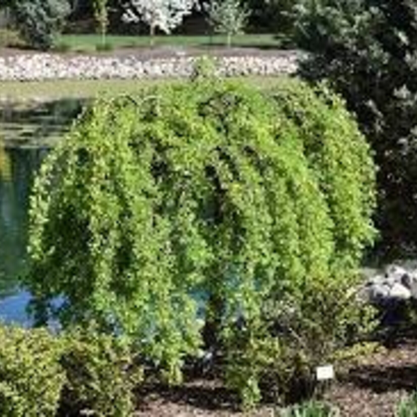 Weeping Caragana 5 gal T/G